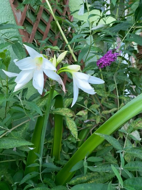 IMG20220710201850 - Iulie 2022