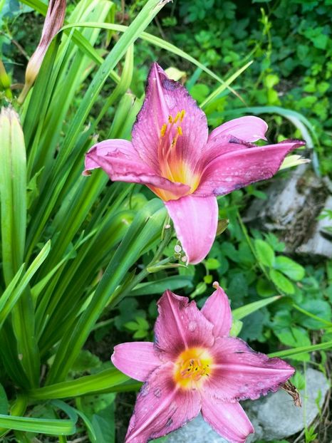 IMG20220710201814 - Iulie 2022