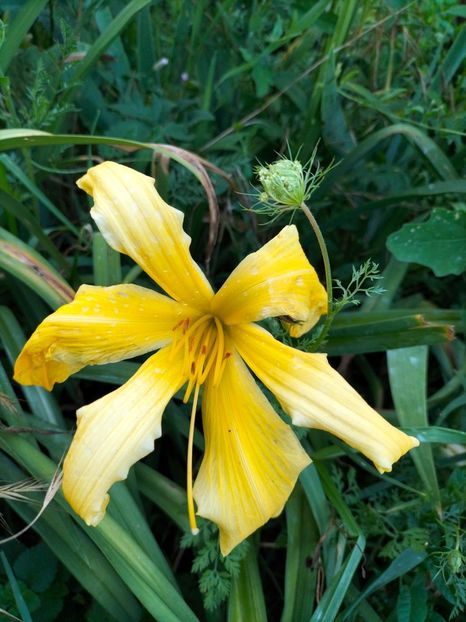 IMG20220710201537_BURST001 - Iulie 2022