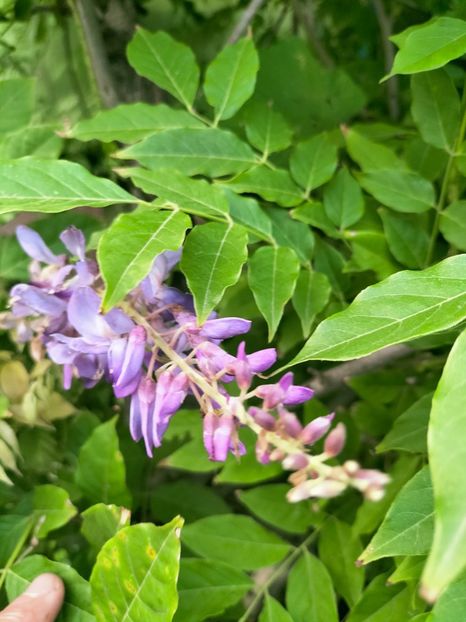 IMG20220709202448 - Iulie 2022