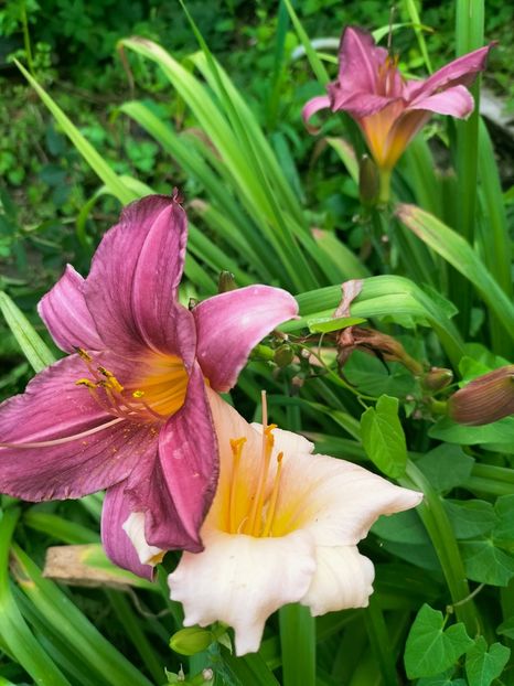 IMG20220709202413 - Iulie 2022