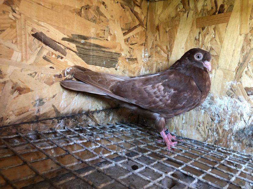 461/22 - 5- lot zbor 2022