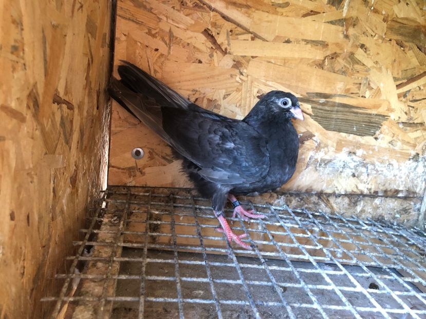 468/22 - 5- lot zbor 2022