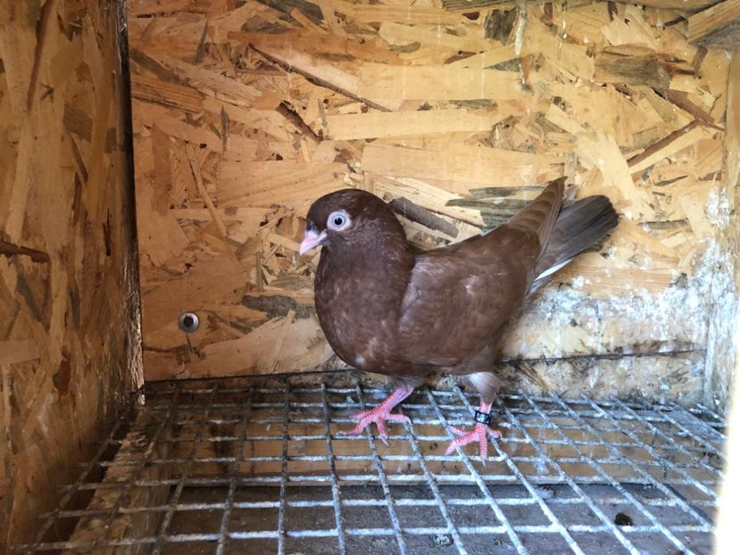 467/22 - 5- lot zbor 2022