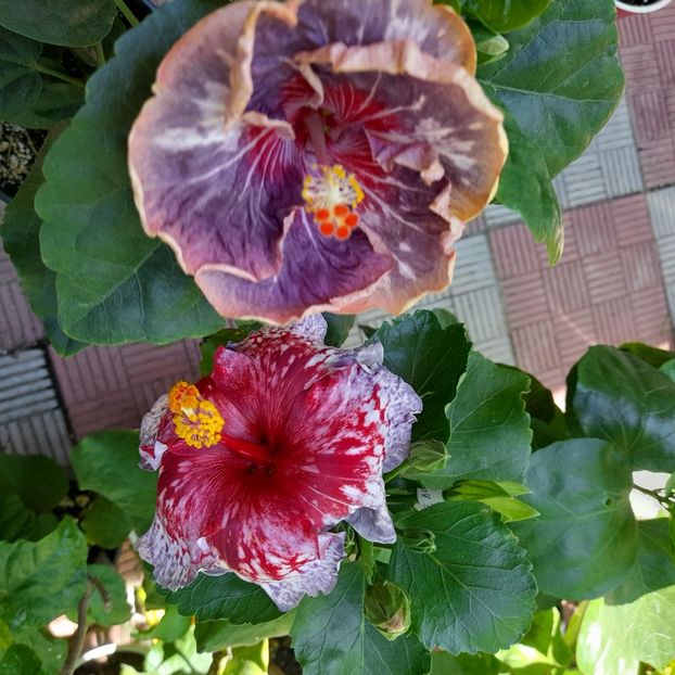 13.07.2022 - HIBISCUSI 2022-2