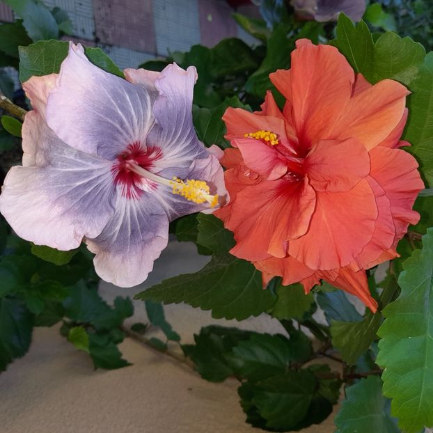  - HIBISCUSI DIN SEMINTE-2022