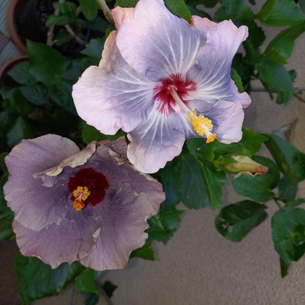  - HIBISCUSI DIN SEMINTE-2022