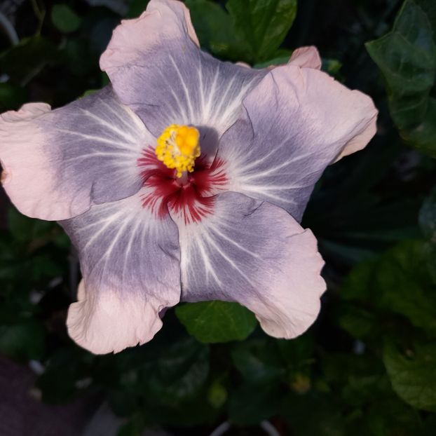  - HIBISCUSI DIN SEMINTE-2022