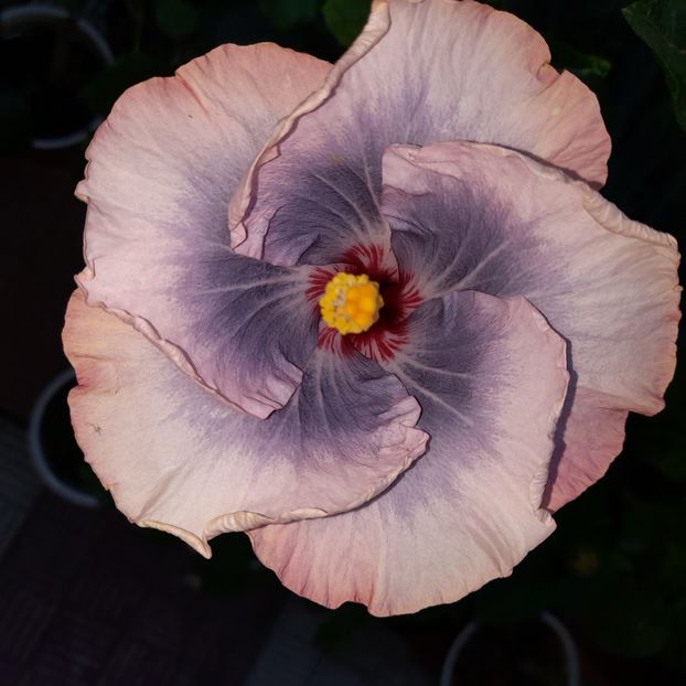  - HIBISCUSI DIN SEMINTE-2022