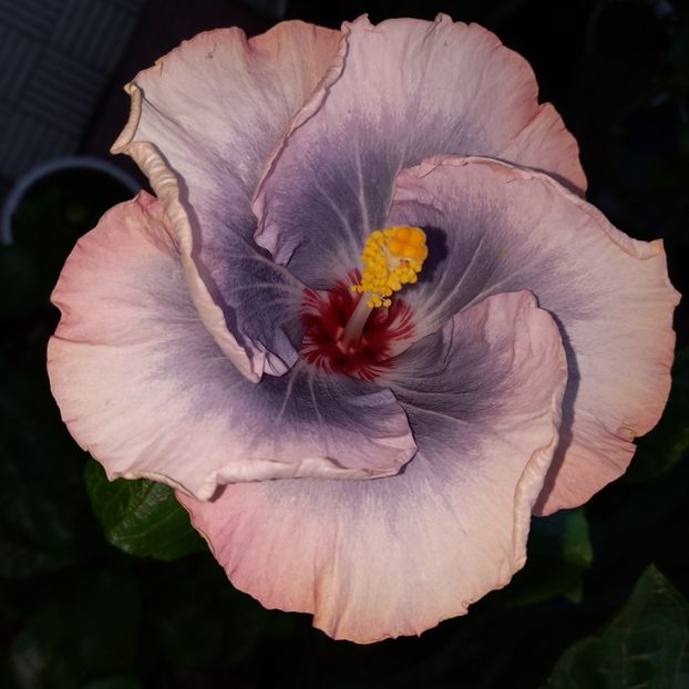  - HIBISCUSI DIN SEMINTE-2022