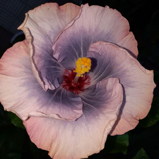  - HIBISCUSI DIN SEMINTE-2022