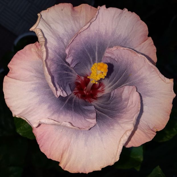  - HIBISCUSI DIN SEMINTE-2022