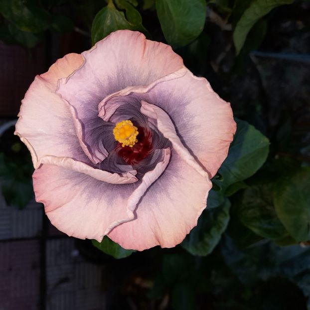  - HIBISCUSI DIN SEMINTE-2022