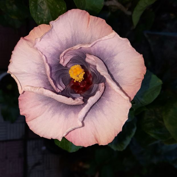  - HIBISCUSI DIN SEMINTE-2022