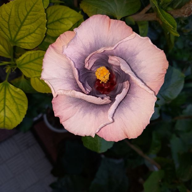  - HIBISCUSI DIN SEMINTE-2022