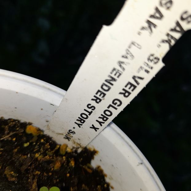  - HIBISCUSI DIN SEMINTE-2022