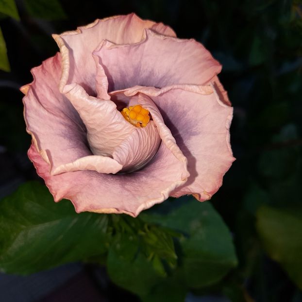  - HIBISCUSI DIN SEMINTE-2022