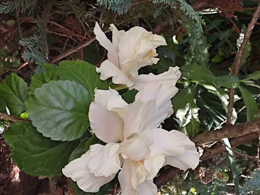  - Elephant Ear-White Kalakaua