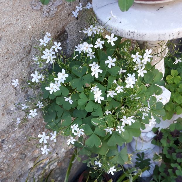 Iulie 2022 Regnelii - OXALIS