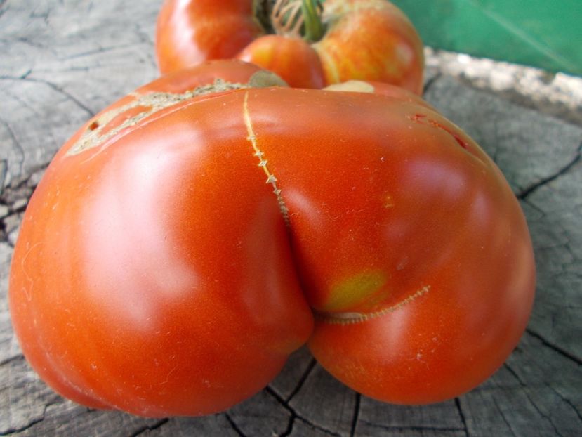  - SEMINTE ROSII - INIMA DE BOU DIN AFRICA DE SUD