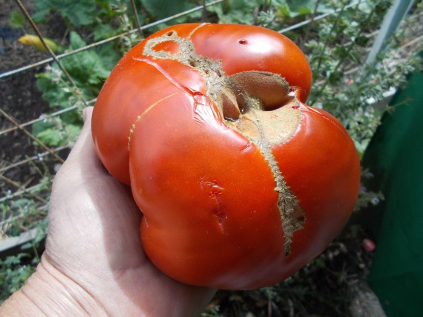  - SEMINTE ROSII - INIMA DE BOU DIN AFRICA DE SUD