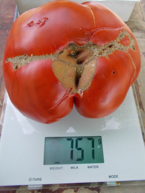  - SEMINTE ROSII - INIMA DE BOU DIN AFRICA DE SUD