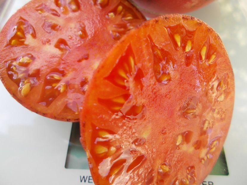  - SEMINTE ROSII - T 881 SCOTSDALE ROAD