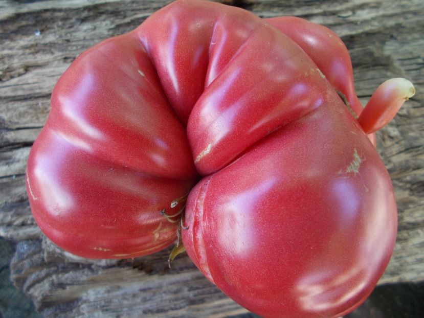  - SEMINTE ROSII - T 928 MONTE ROSA