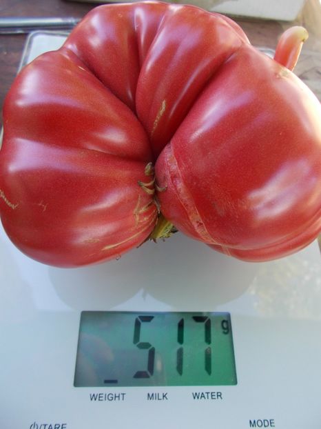  - SEMINTE ROSII - T 928 MONTE ROSA