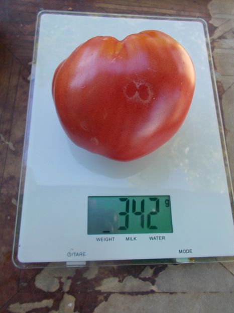  - SEMINTE ROSII - T 913 ANDIJAN