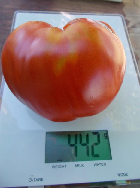  - SEMINTE ROSII - T 981 GIANT OF SAYANOGORSK