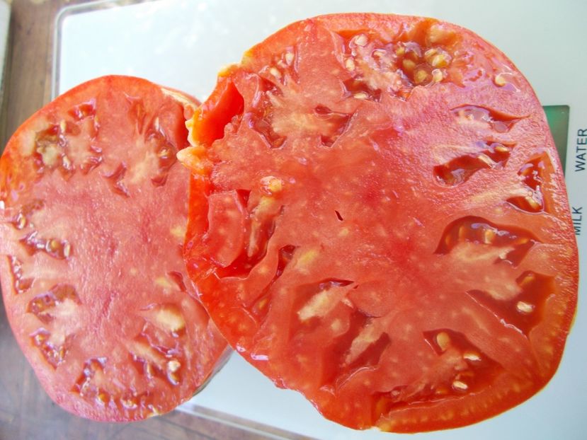  - SEMINTE ROSII - T 981 GIANT OF SAYANOGORSK