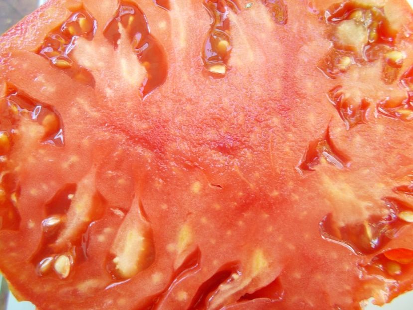  - SEMINTE ROSII - T 981 GIANT OF SAYANOGORSK