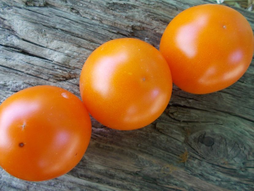  - SEMINTE ROSII - T 851 BACOVIA