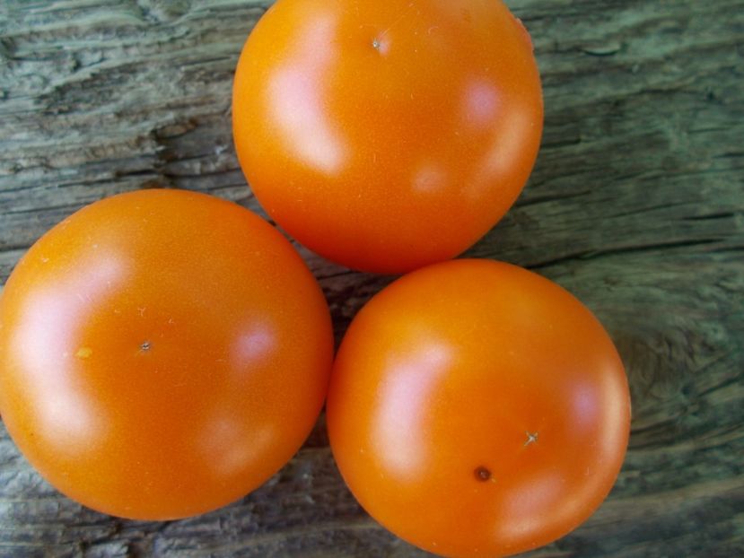  - SEMINTE ROSII - T 851 BACOVIA