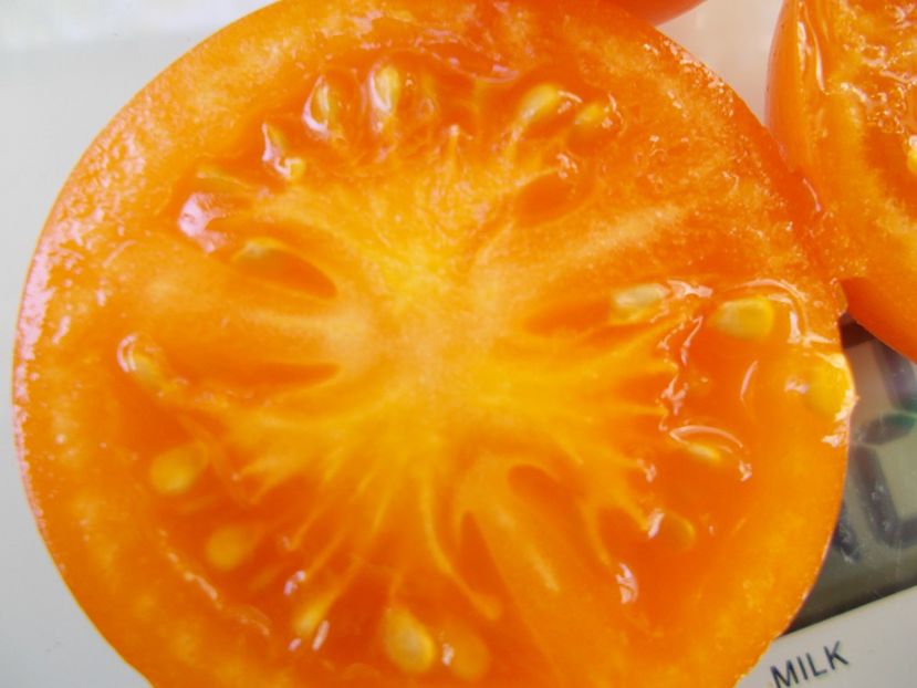  - SEMINTE ROSII - T 851 BACOVIA