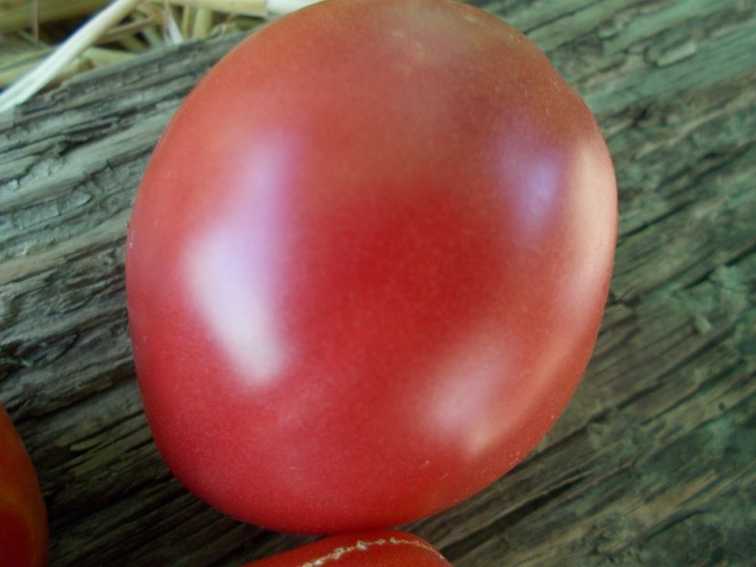  - SEMINTE ROSII - T 927 HEART OF VOLDEMAR