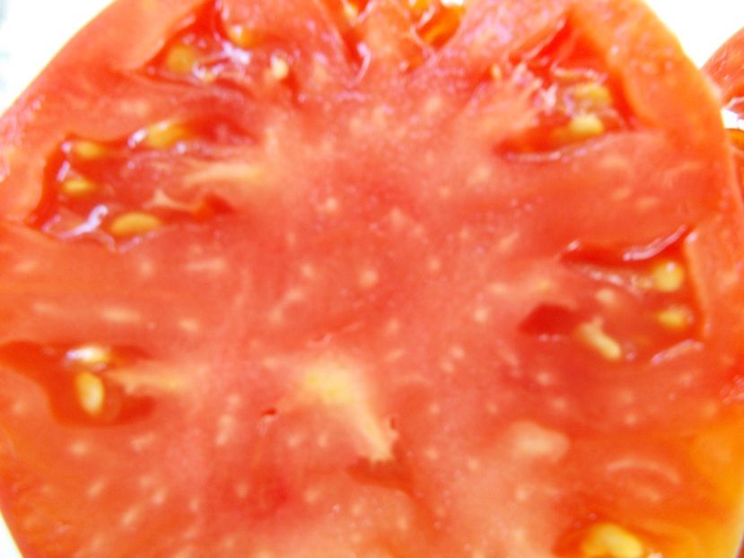  - SEMINTE ROSII - T 927 HEART OF VOLDEMAR