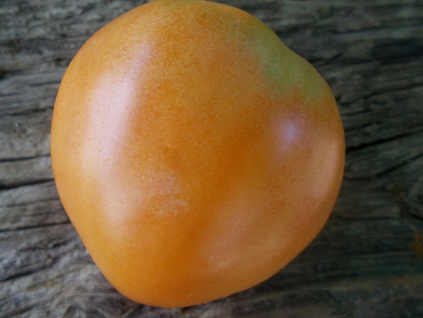  - SEMINTE ROSII - T 894 HEART OF ASHGABAT