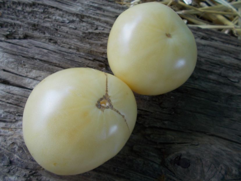  - SEMINTE ROSII - T 904 WHITE LOTUS