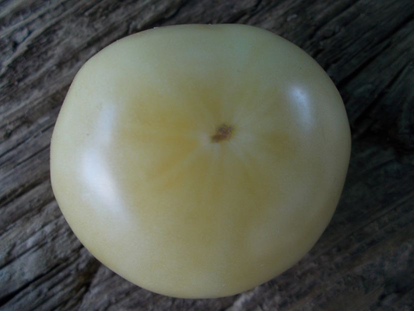  - SEMINTE ROSII - T 904 WHITE LOTUS