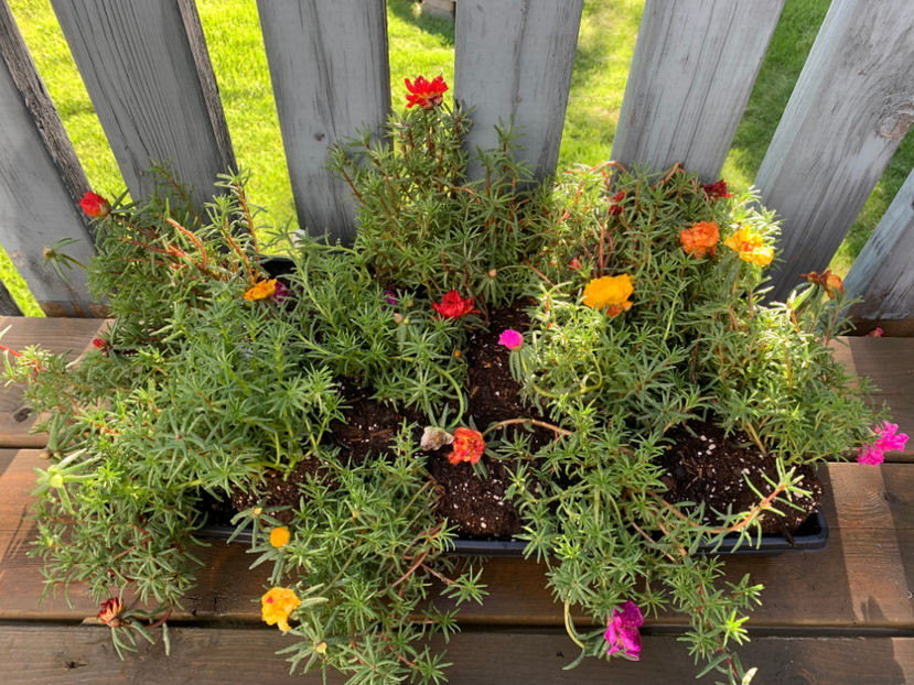  - Jurnalul gradinii 2022