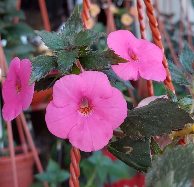 RF-s LA DIVA - AAA RIZOMI ACHIMENES DISPONIBILI -2023