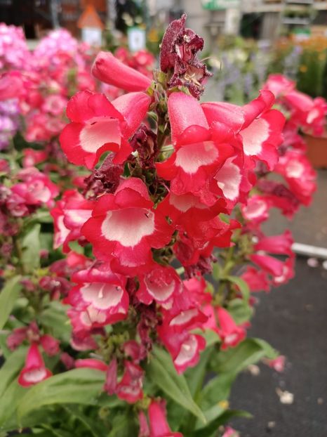 Img.2022.07.13 - Magazinul