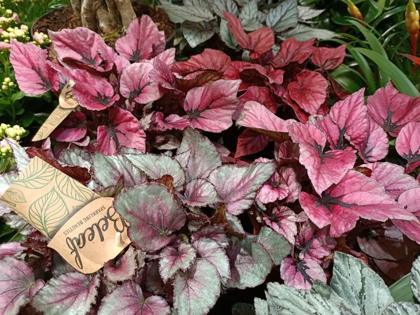 Img.2022.07.13 - Magazinul