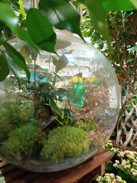 Img.2022.07.13- terrarium 99€ - Magazinul
