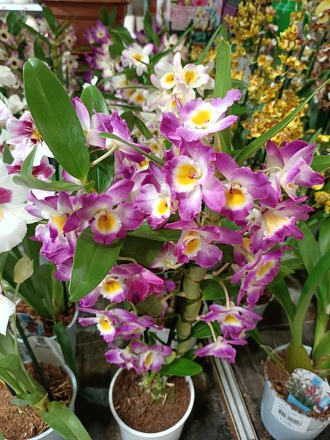 Img.2022.07.13 - Magazinul