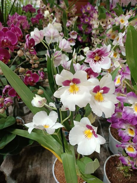 Img.2022.07.13 - Magazinul