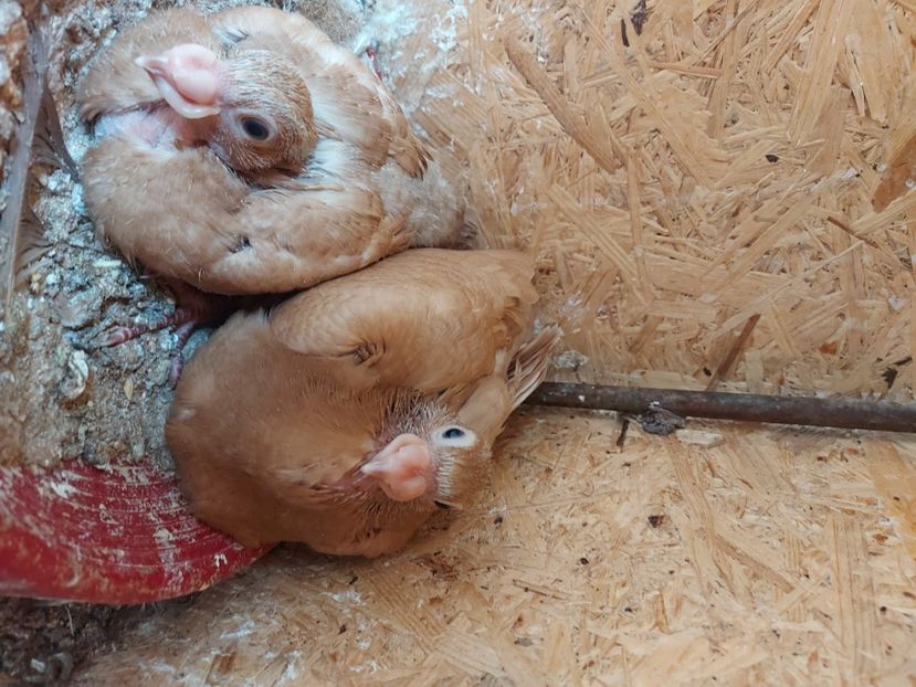  - Indian german 2022