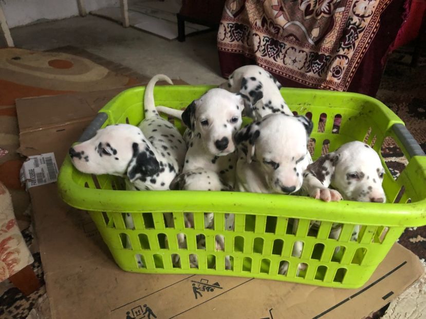 EBB299EA-0C0F-4BED-B429-368CC0825CDD - Dalmatieni disponibili